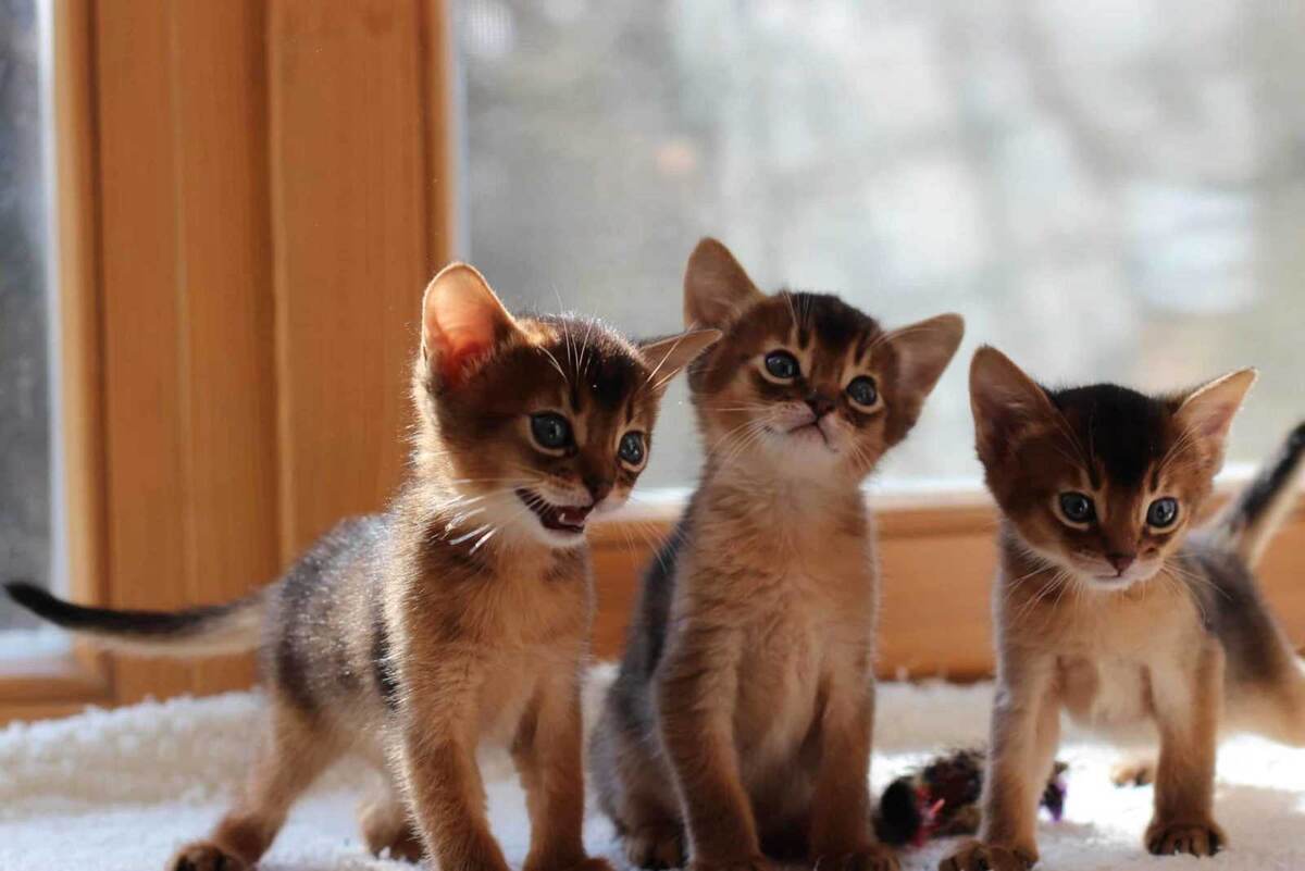 Абиссинские котята