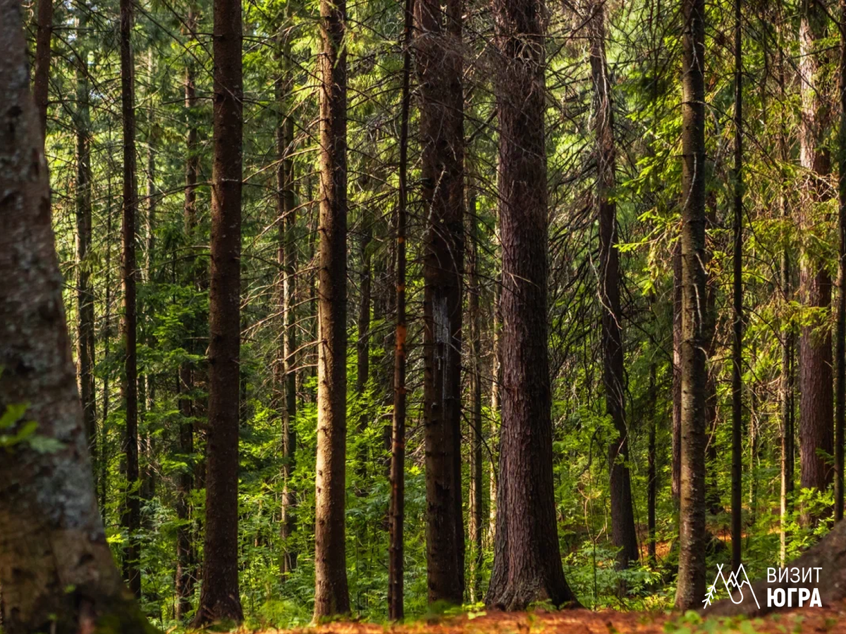 Фото: Природный парк «Самаровский чугас»