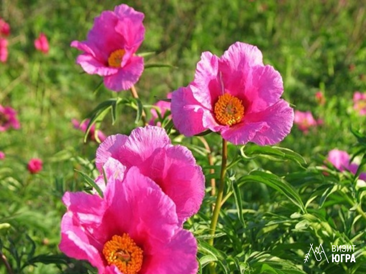 Фото: Пион уклоняющийся (Марьин корень). Природный парк Самаровский чугас