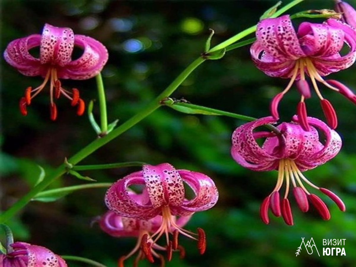 Фото: Лилия саранка. Природный парк Самаровский чугас