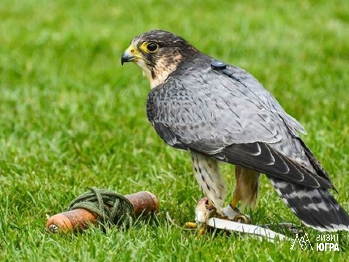 Фото: Сапсан. Природный парк Самаровский чугас