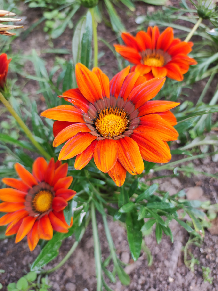 Гацании на солнышке цветки свои раскрыли