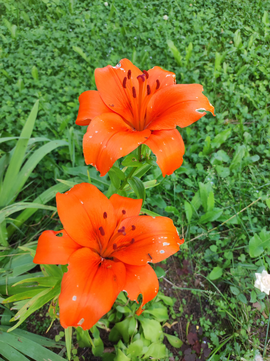 Лилии до сих пор цветут