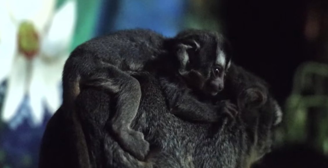    Фото: Московский зоопарк