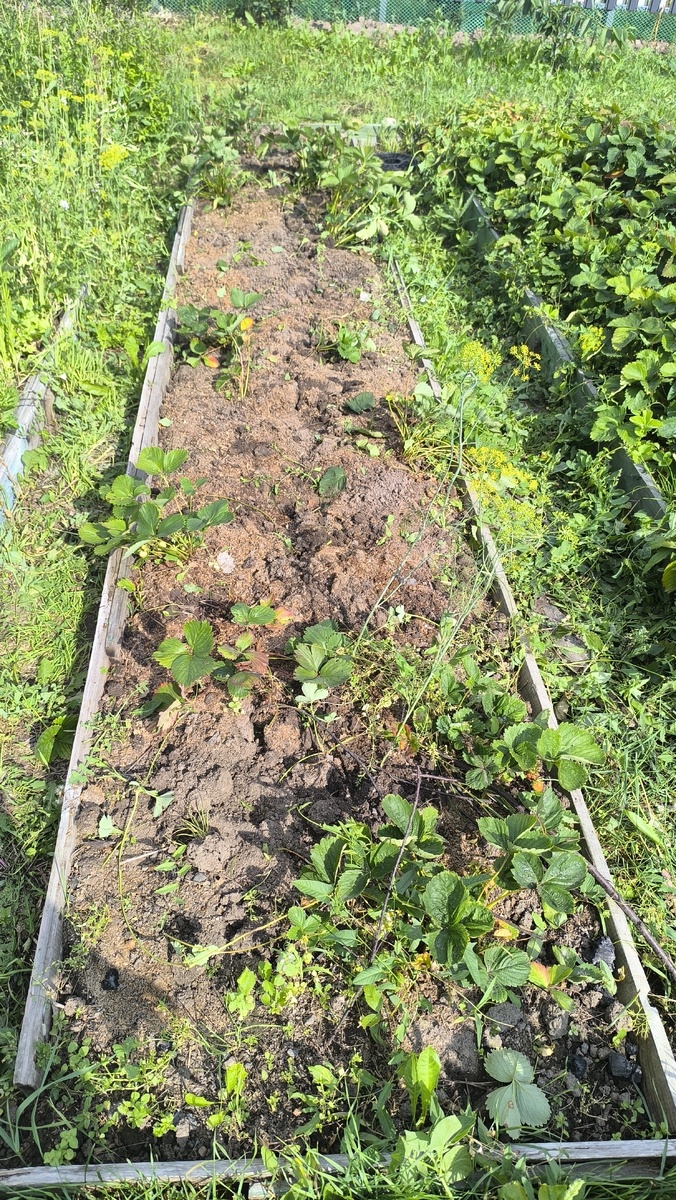 Самые молодые кусты оставила и один сорт прошлого года посадки.