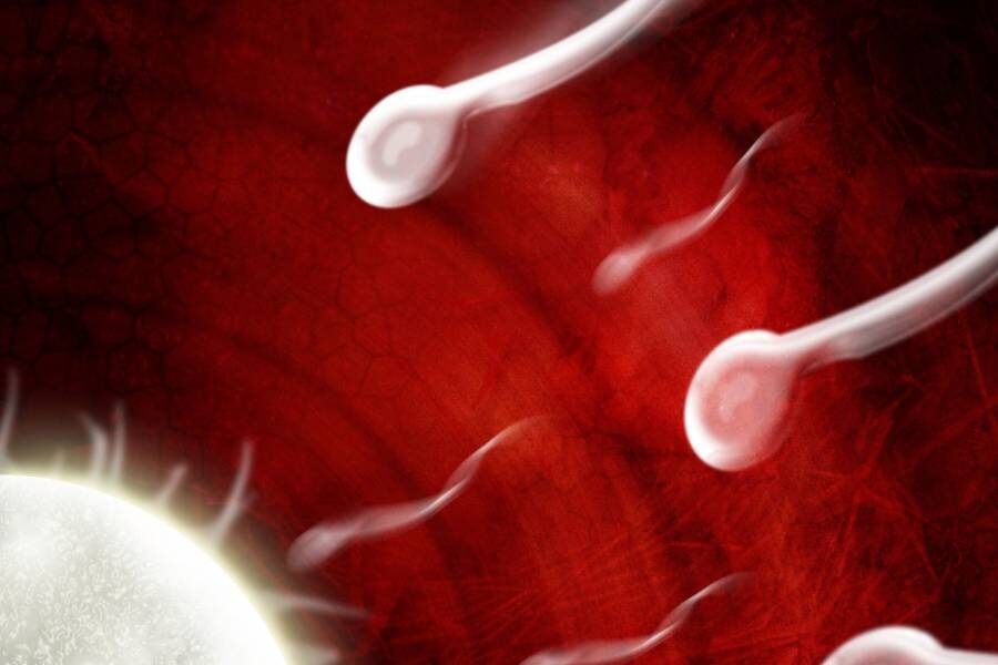 Сперматозоиды, плывущие к яйцеклетке
Фото: Bill McConkey / Wellcomeimages.com