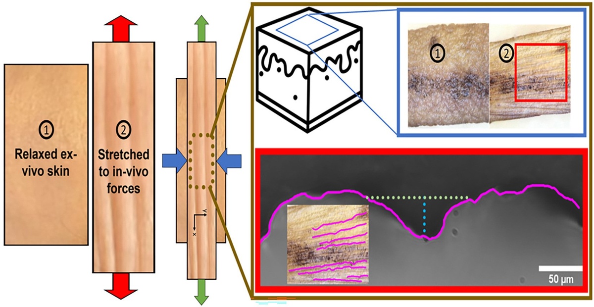    Процесс растягивания небольших образцов кожиJournal of the Mechanical Behavior of Biomedical Materials
