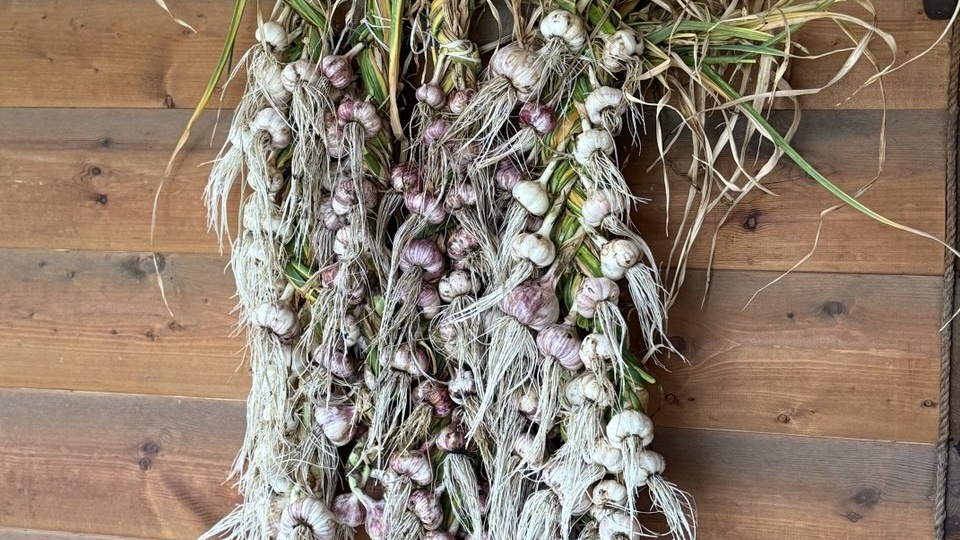 Уборка и сушка чеснока: и один вредный совет лично от меня