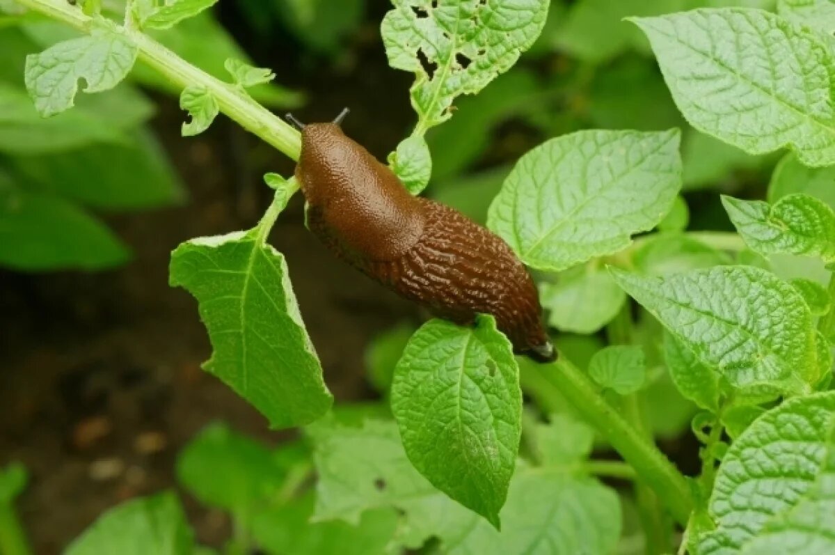   Эксперты объяснили, почему в этом году в регионе много слизней