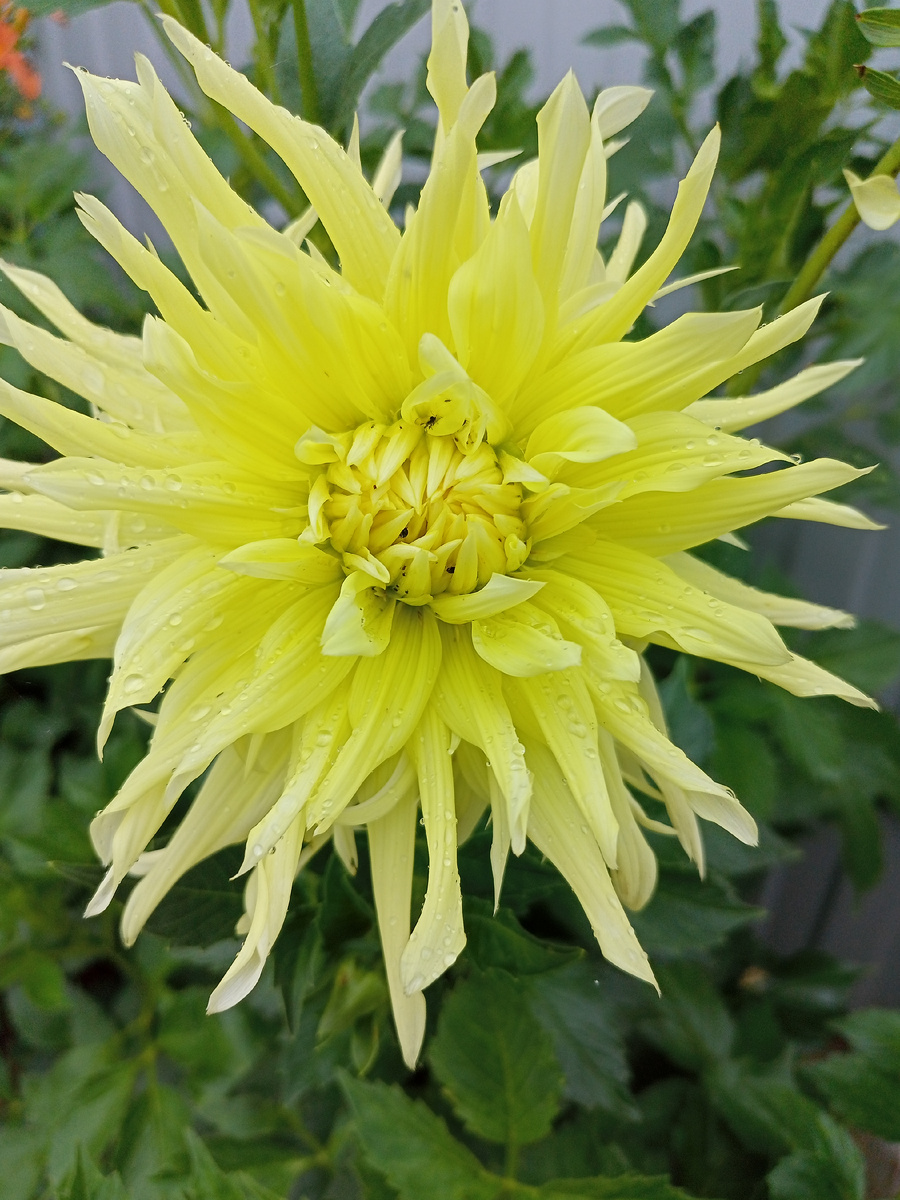 Фото автора канала Волнушка. Жёлтый георгин. 