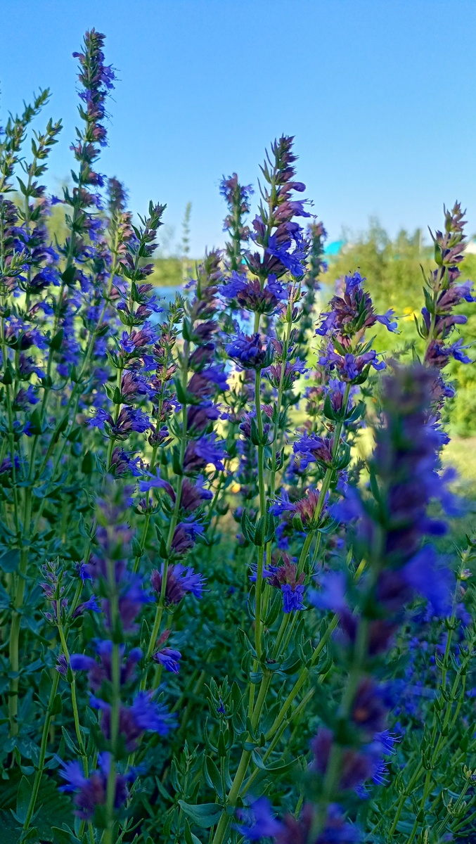 Фото автора канала Волнушка. Иссоп 