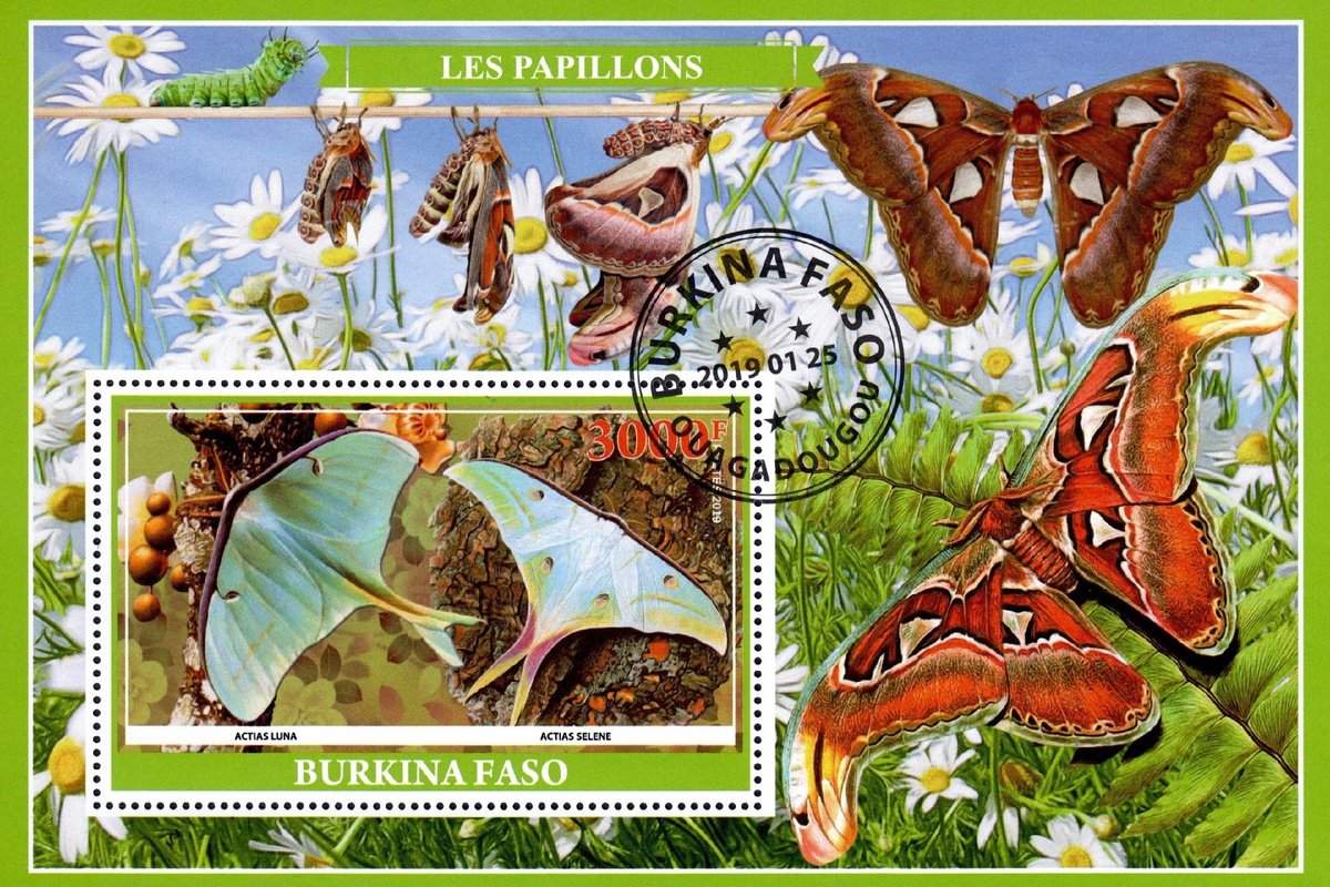 Почтовая марка африканского государства Буркина-Фасо, на которой – целая коллекция Павлиноглазок! И Павлиноглазка Атлас (Attacus Atlas), и сказочные мотыльки – Actias luna и Actias selene. Даже гусеница притаилась в верхнем левом углу.