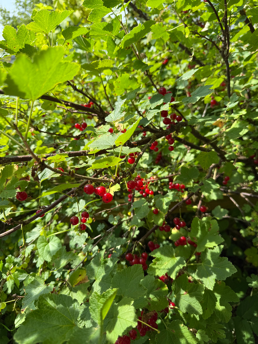 Самое вкусное деле из своих ягод!