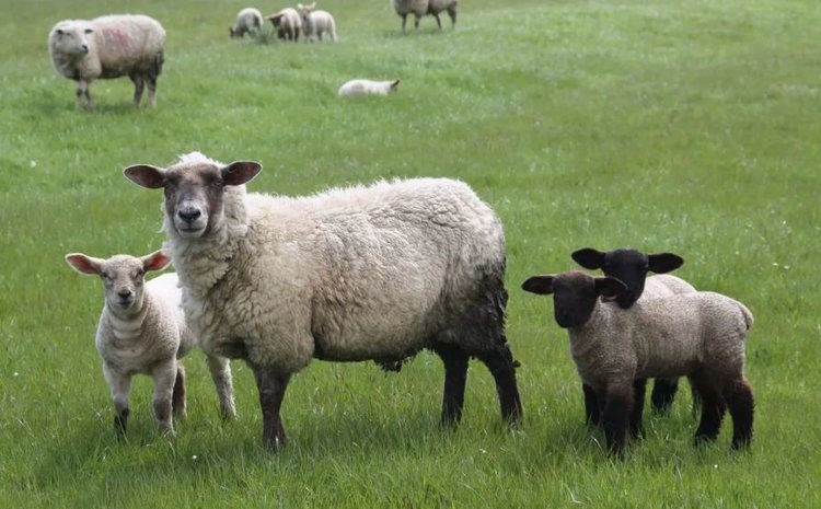    Фото: Федеральный центр охраны здоровья животных