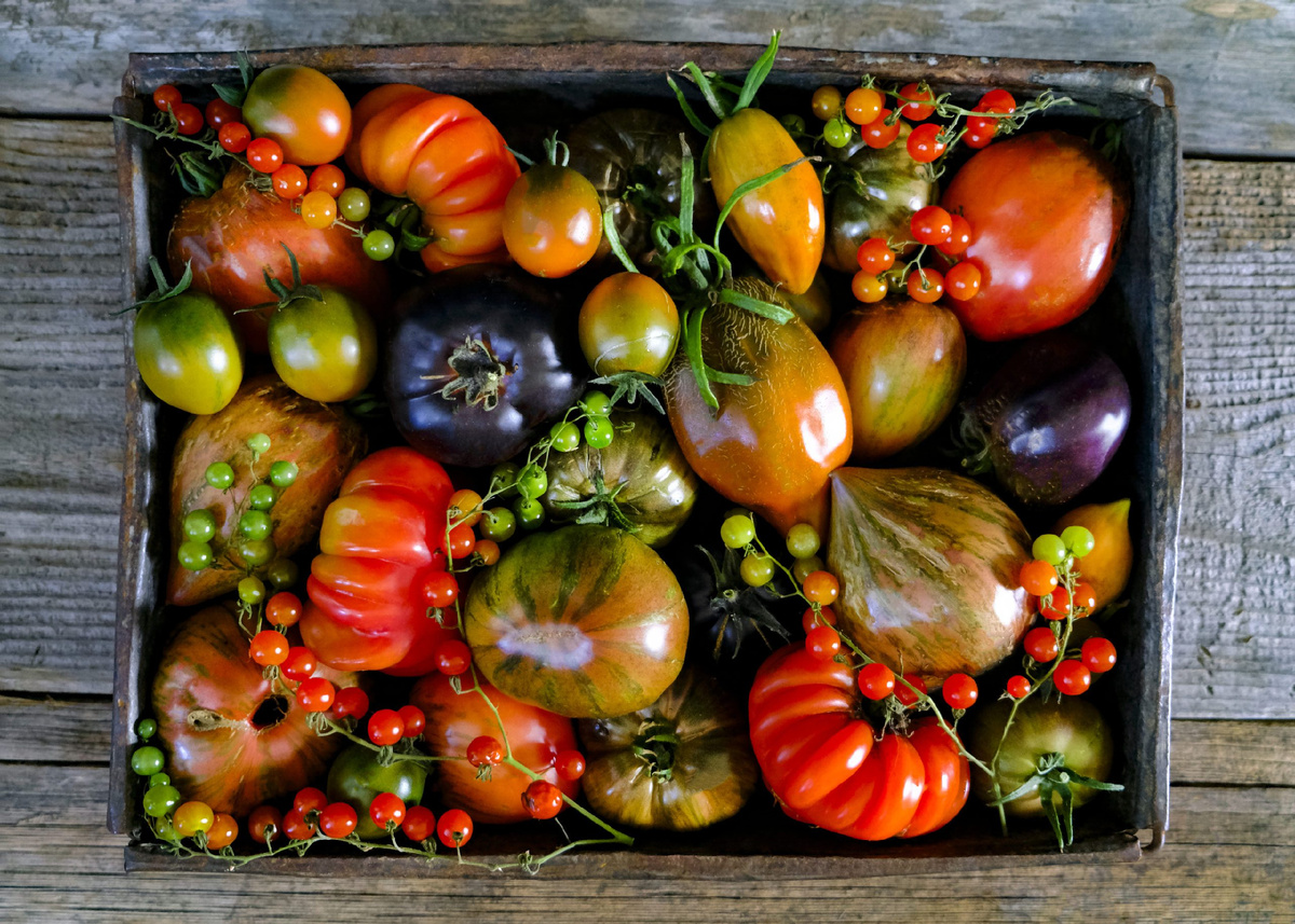 Сорта томатов