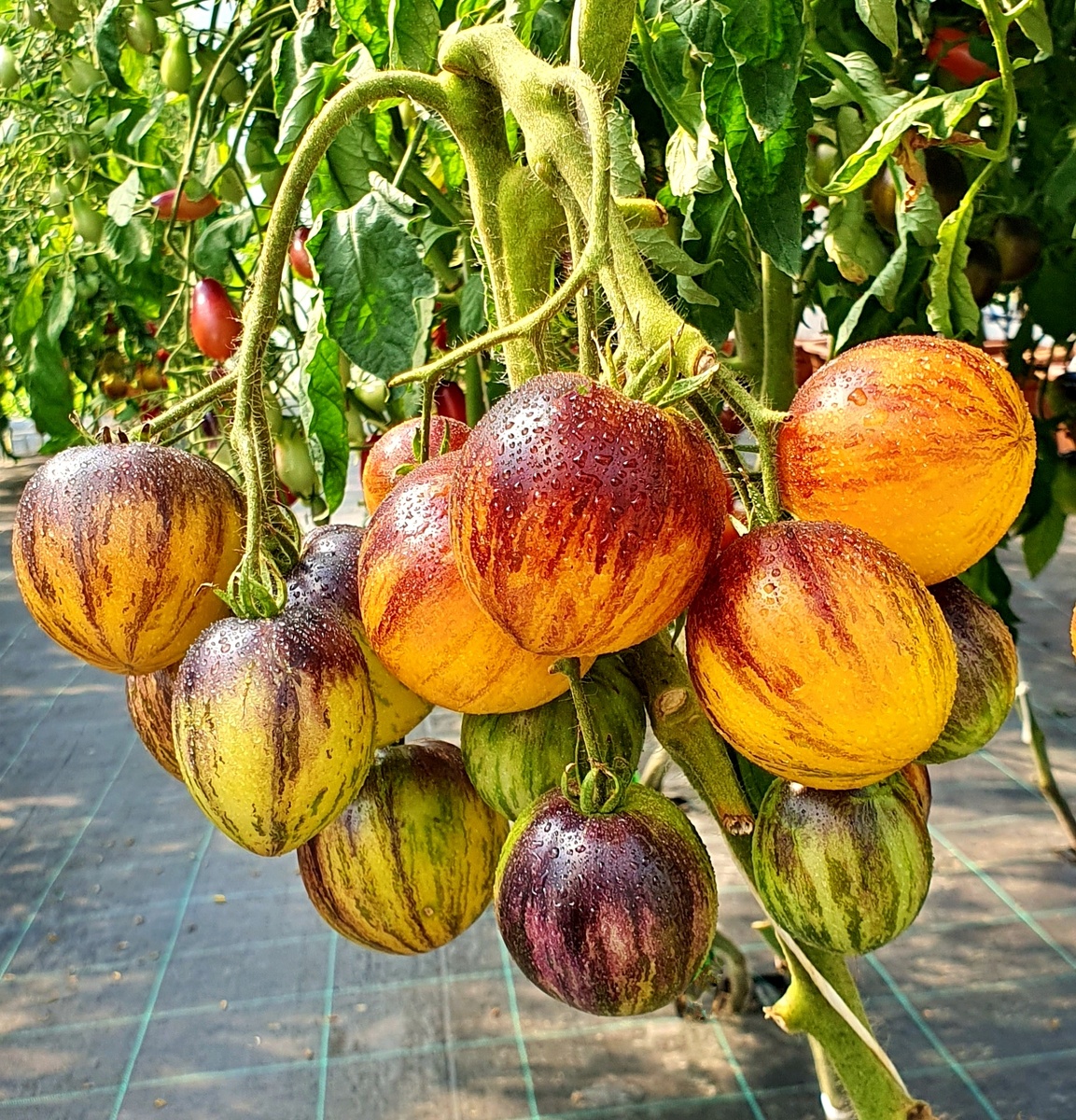 «Rebel Starfighter Kayleigh Anne» («Восставший Звездный Истребитель Кейли Энн»)