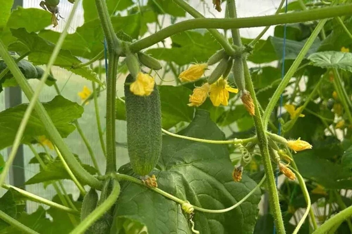    Нечего засаливать.