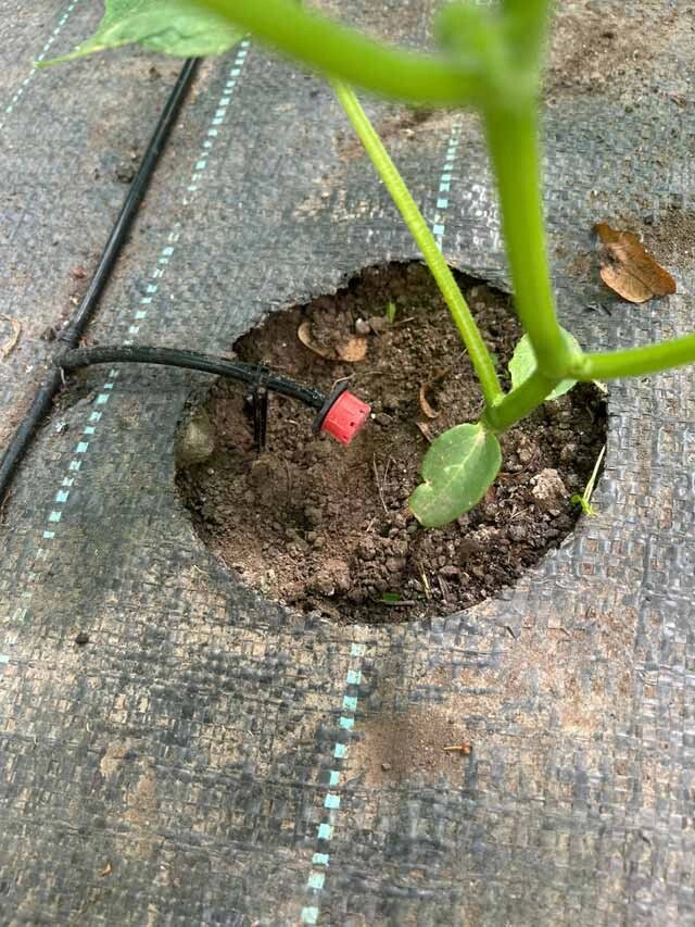    Огурцы любят равномерный полив, особенно в период плодоношения. Фото: из личного архива Ирины Алексеевой