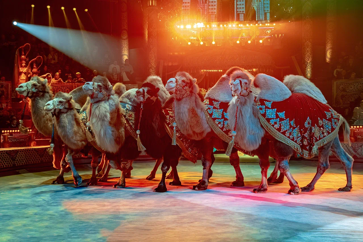 Верблюды - номер «В гостях у Шейха» шоу Гии Эрадзе «Песчаная сказка» (Росгосцирк)