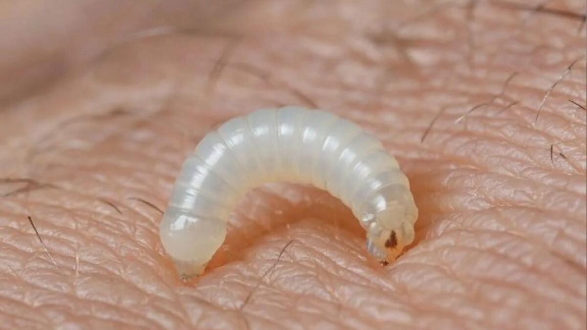    Фото: телеканал «Краснодар»