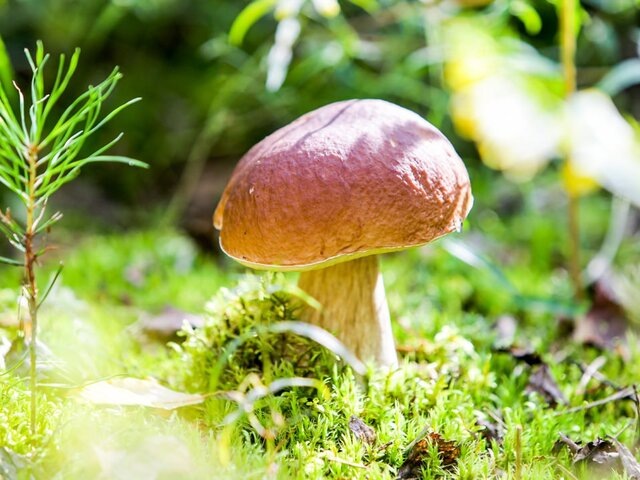    Фото: Москва 24/Лидия Широнина