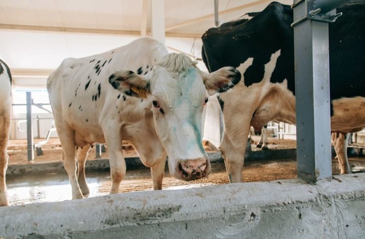    Фото: Минсельхоз Чувашской Республики