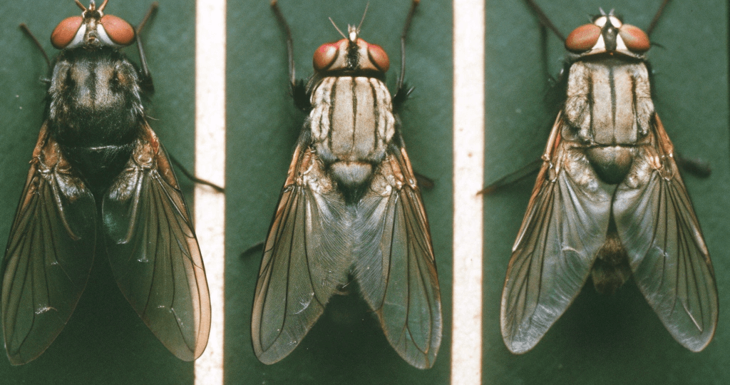 Страх, ненависть и любовь к насекомым