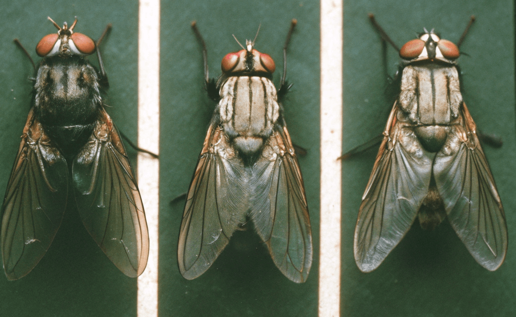 Эти ужасные насекомые