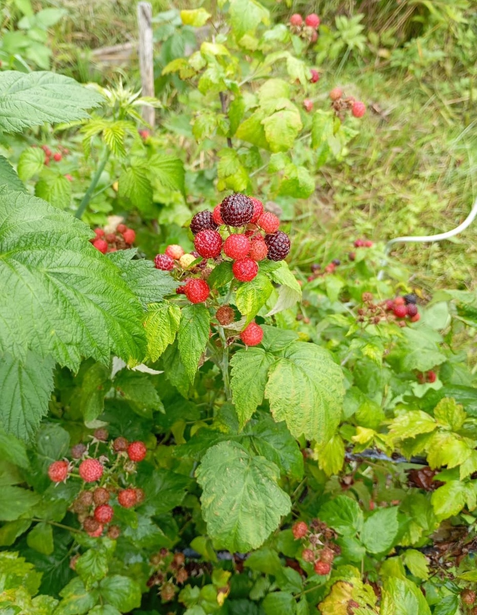 Фотография автора. Это ежевика. 