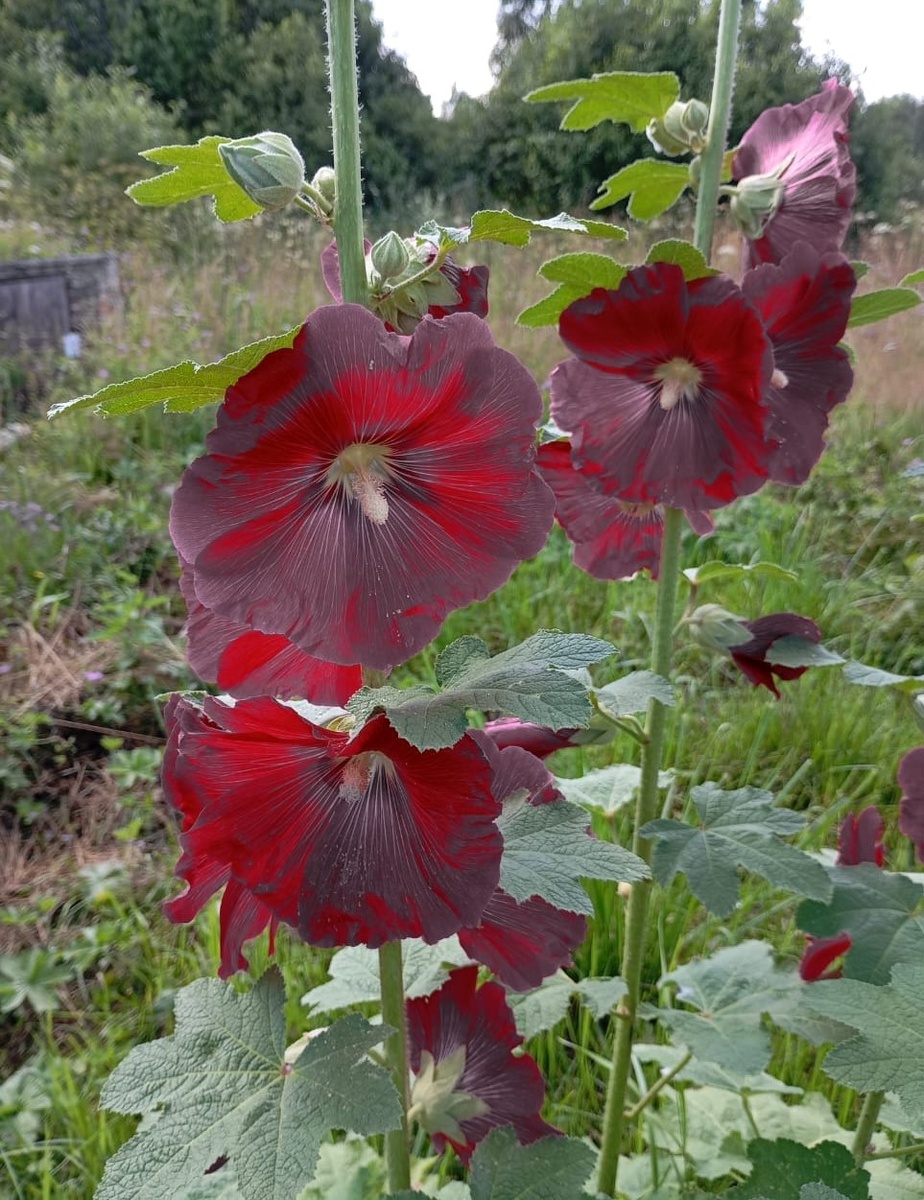 Фотография автора. Мальвы.