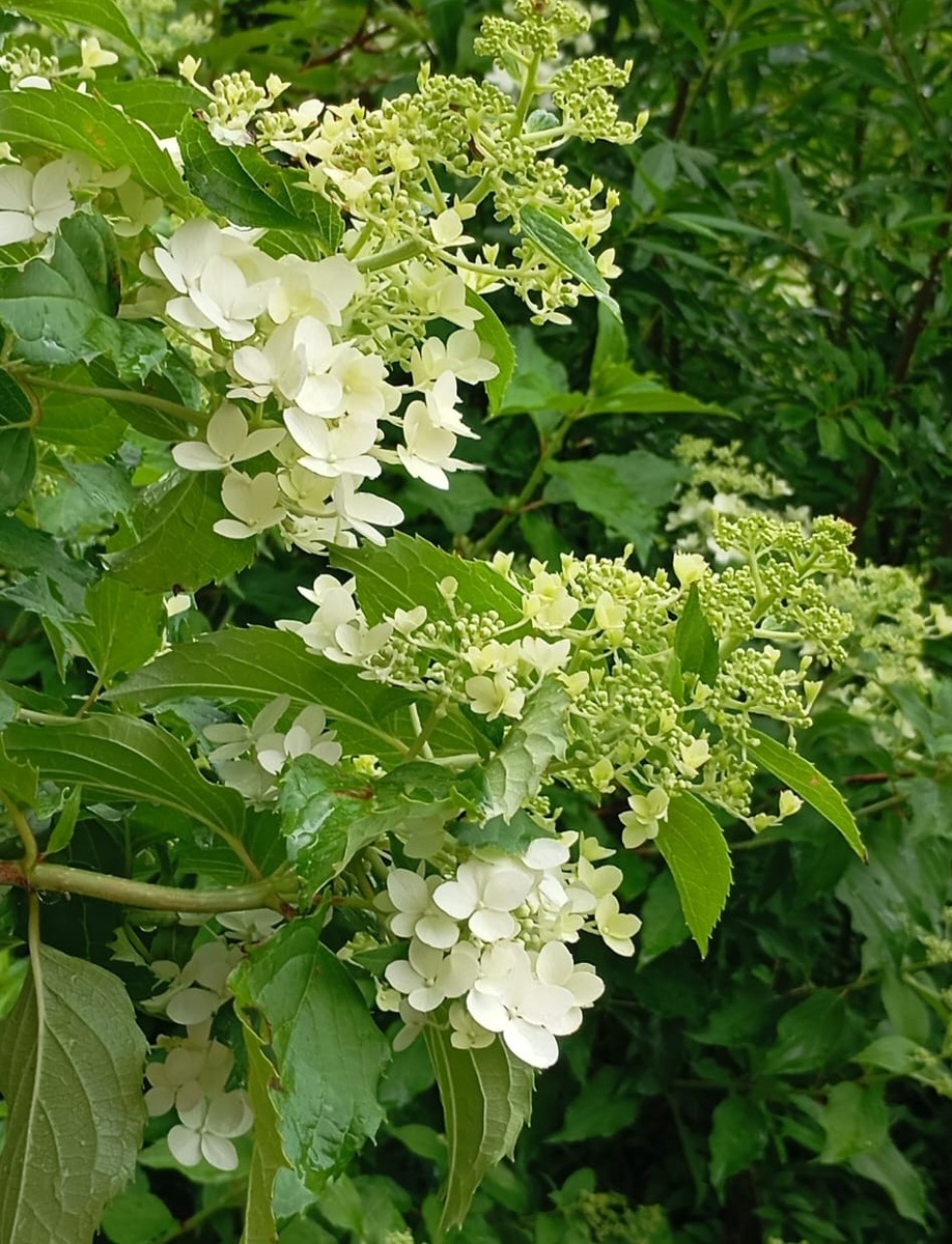 Это гортензии