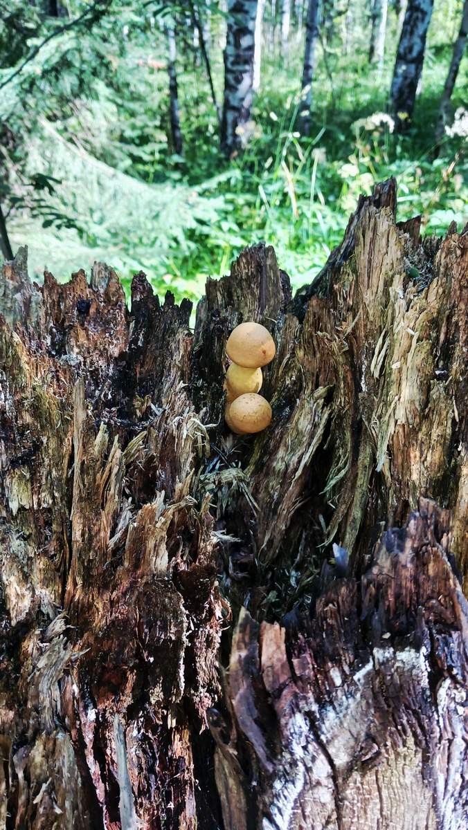 "Доброе утро, мир! Ты прекрасен!" Фото автора.