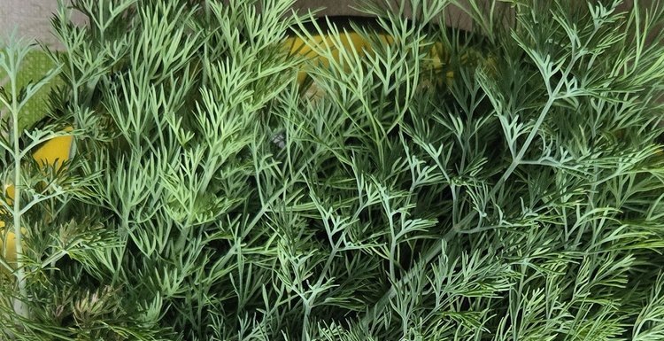    Фото: Лукьянов Дмитрий, AgroXXI.ru