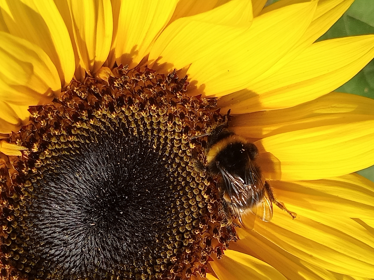 Шмель другой, подсолнух тот же