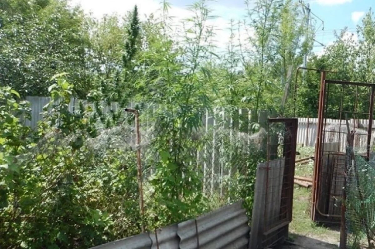    Белгородцу грозит до двух лет колонии за выращивание наркотической конопли