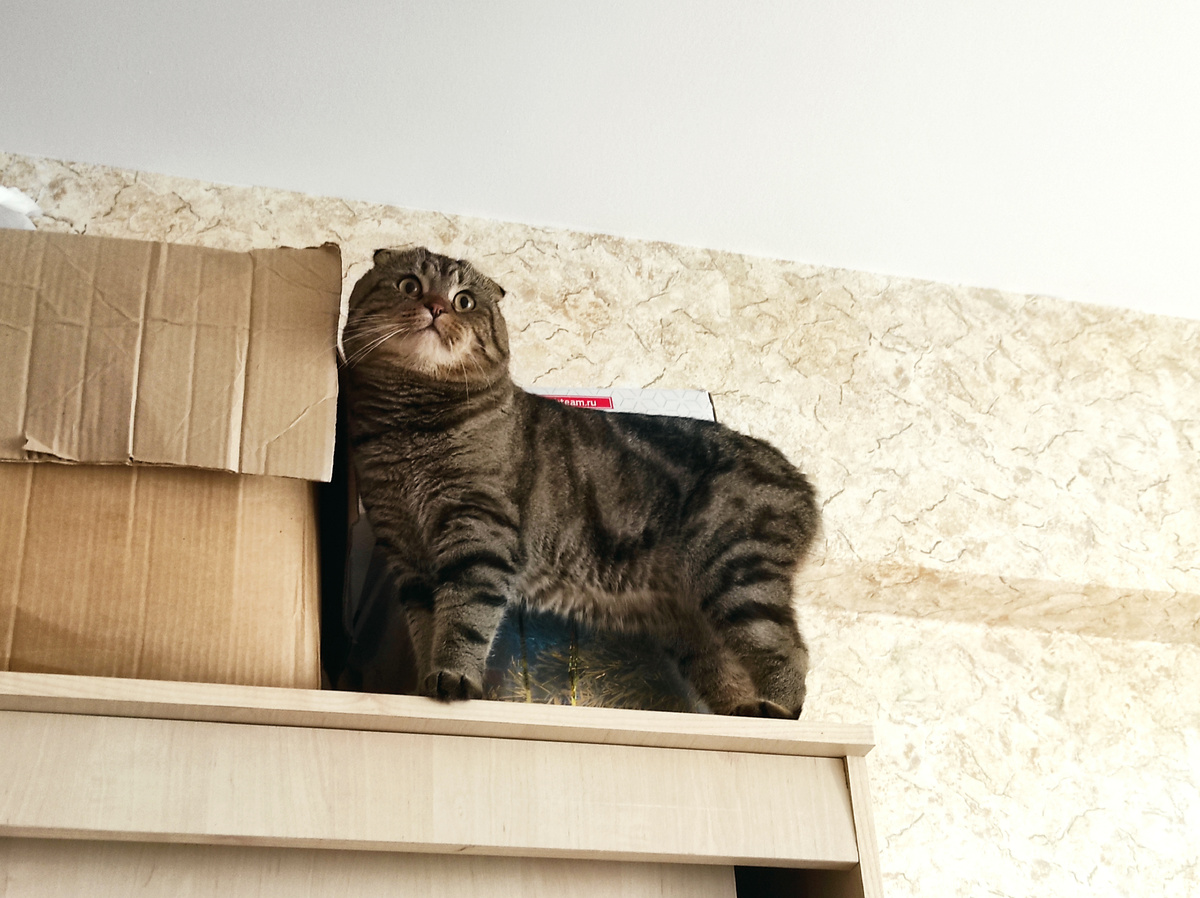 «Мне с верху видно всё, ты так и знай!»(С) Цитата не моя, а жаль! 