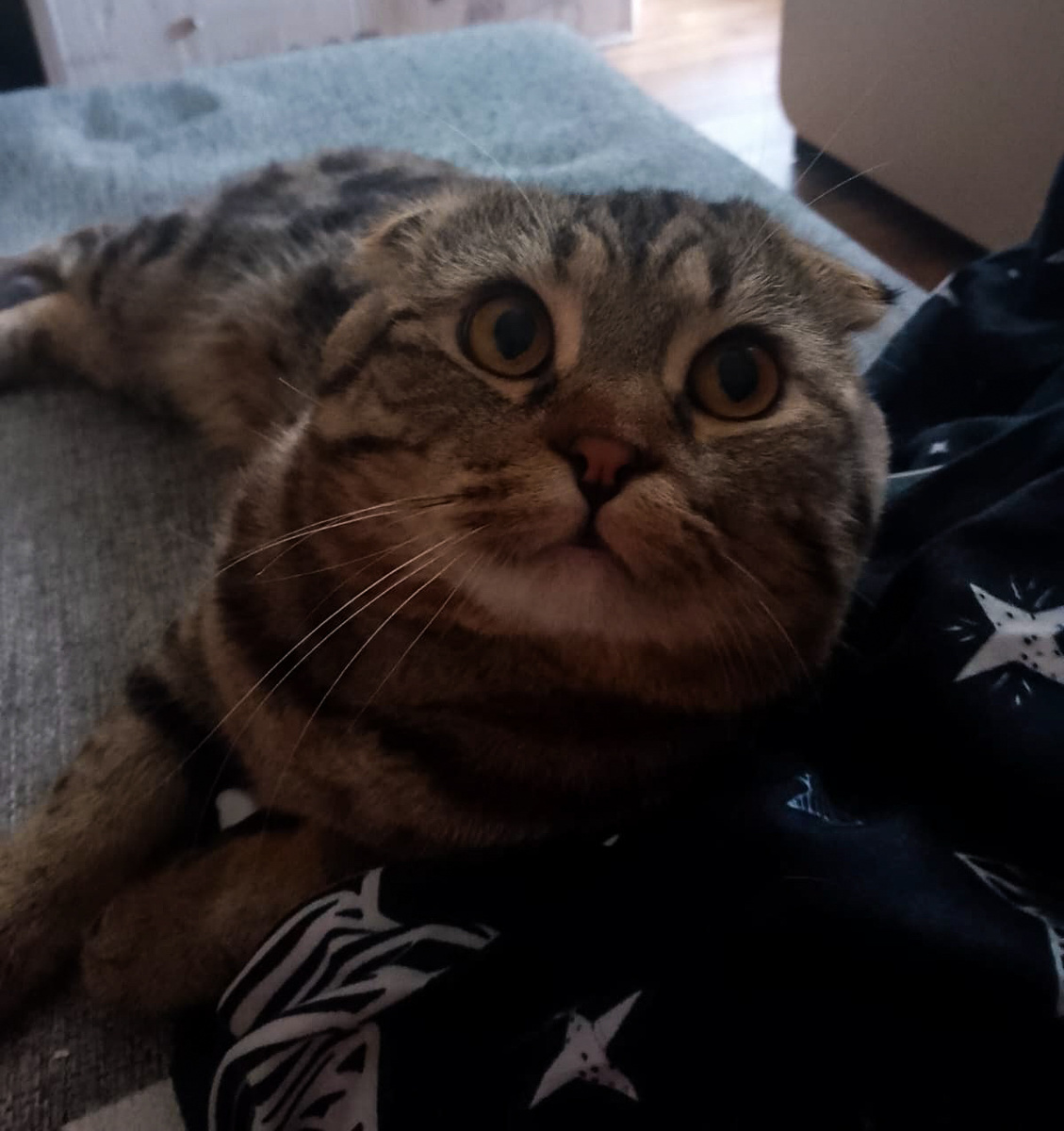 Красота повсюду, ближе, чем вы думаете 🐾