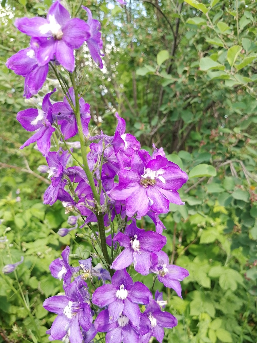 Фото сделано в июле прошлого года).