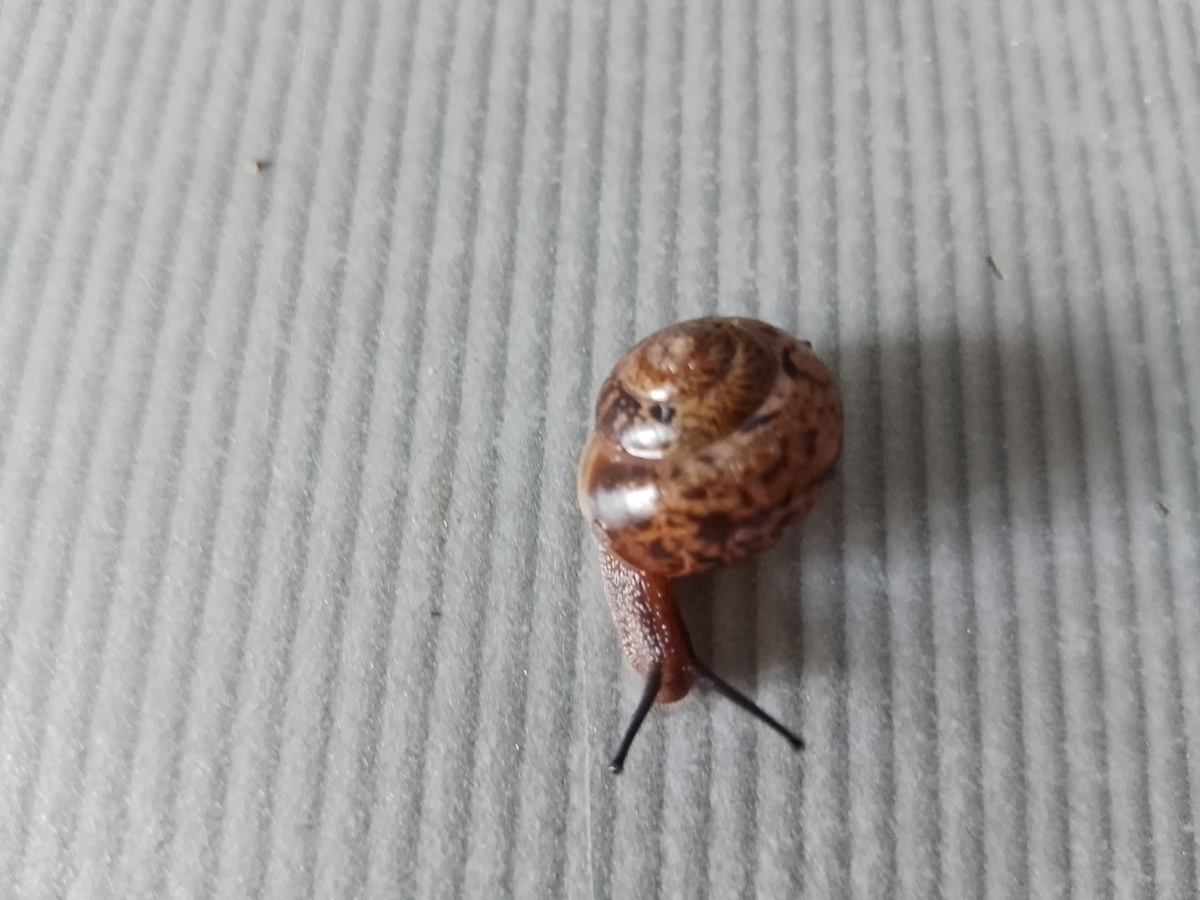 Древесная улитка