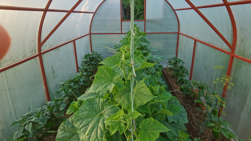 Первый сезон обманул - урожай радовал, реальные проблемы были впереди