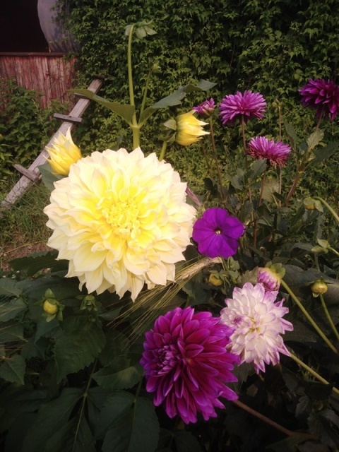 А на даче цветы цветут...