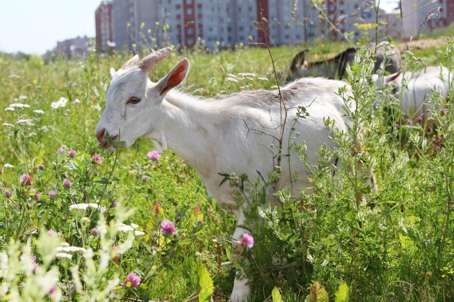    Shutterstock/FOTODOM