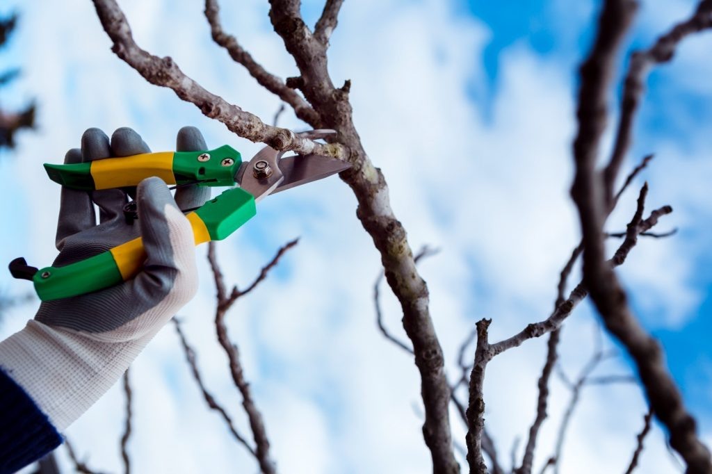    Фото: Пресс-центр ФГБУ «Россельхозцентр» по Ростовской области Редактор