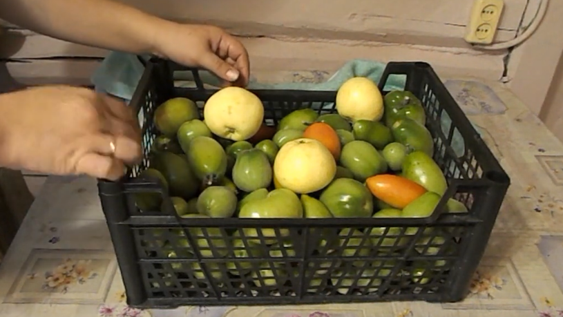 Кладу к зеленым помидорам 3 яблока из падалицы. Соседка научила дедовскому трюку за 15 копеек