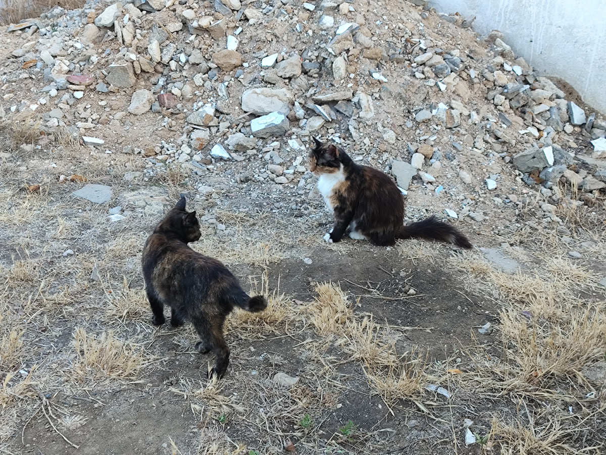 И сразу со всех щелей кошки появляются - корми нас, мамка!