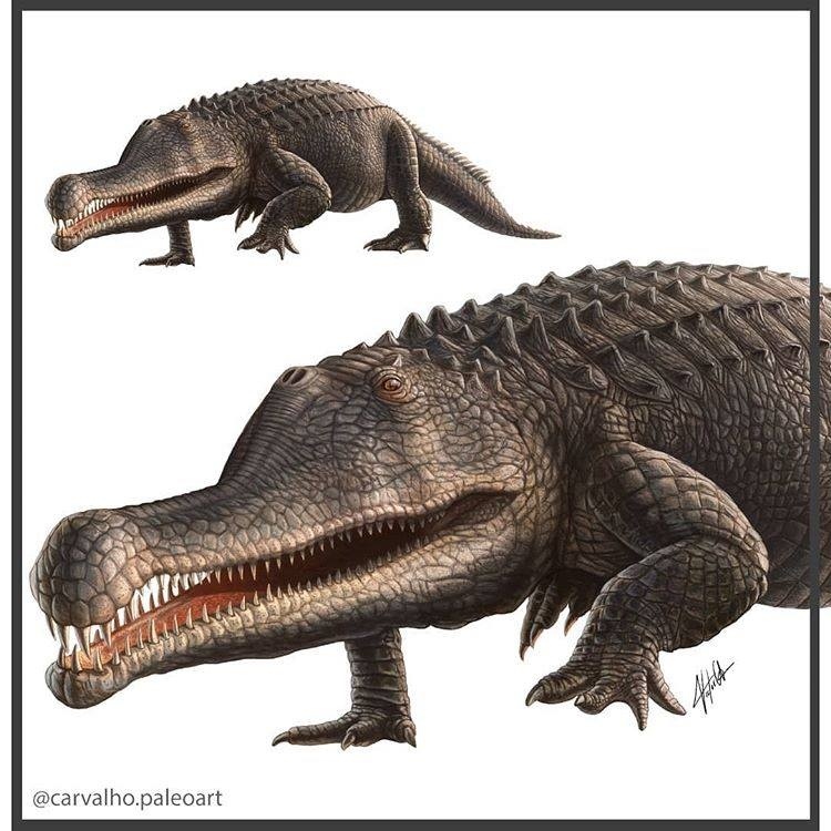 Ангисторинус грандис. Арт.