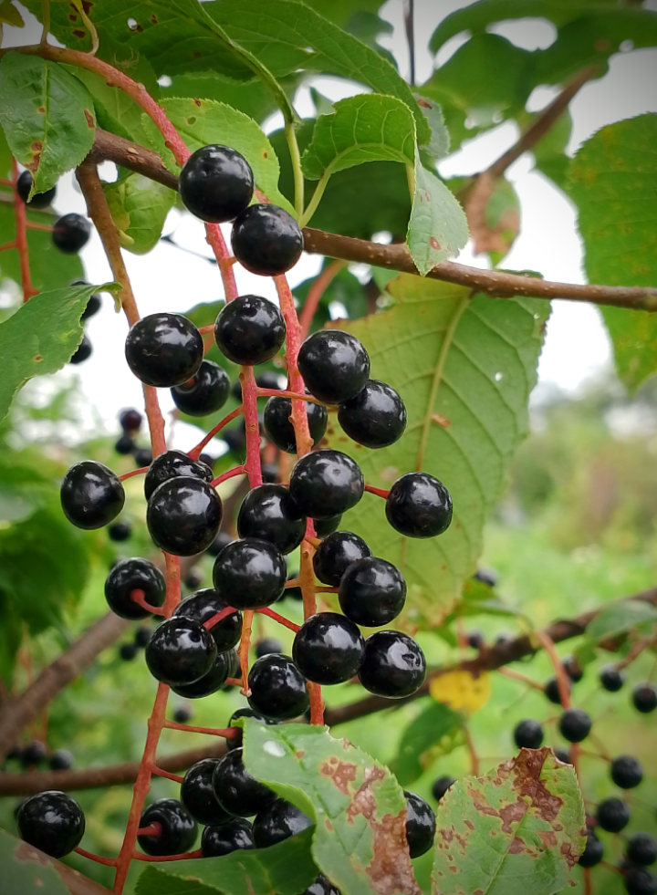 фото автора, ягоды черёмухи