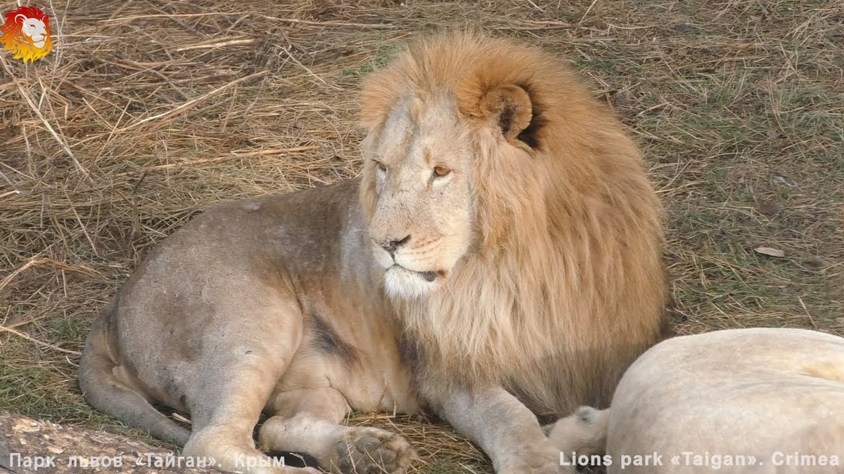 Хоть и говорят, постарел Чук, для меня он навсегда самый лучший вожак и самый любимый из львов.