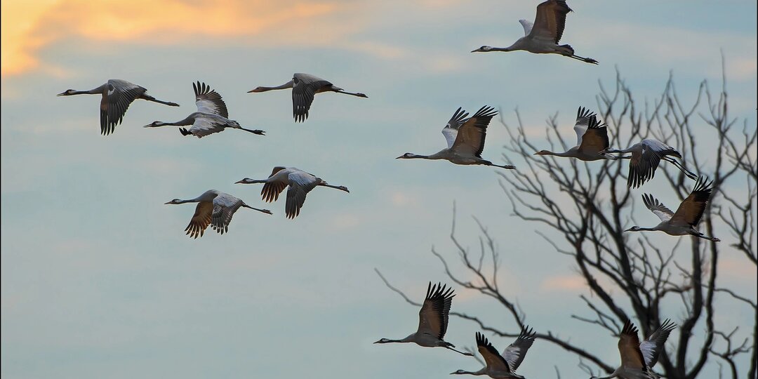 Помогите сохранить «Журавлиную родину»!