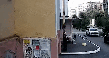 Видео: ТГ-канал "ЧП-НТВ"